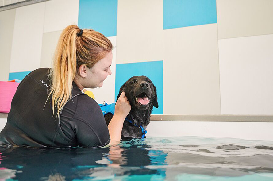 hydrotherapy-at-battersea-battersea-dogs-cats-home